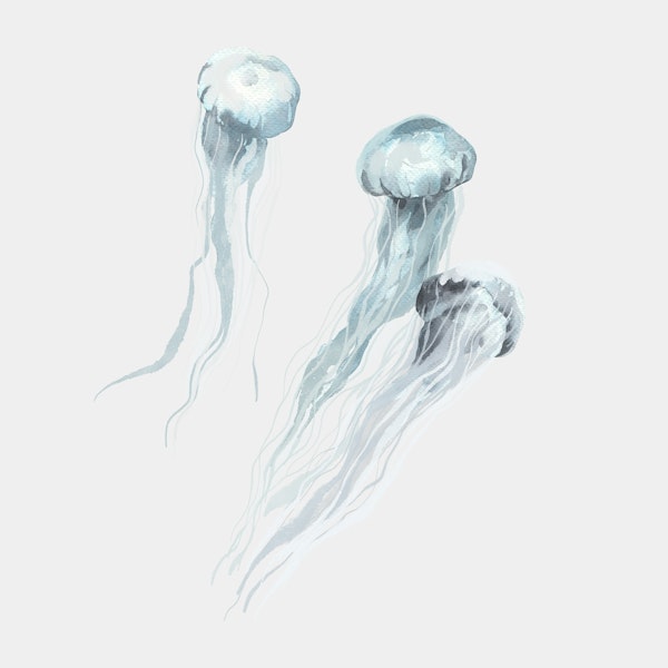 Delicate Jellyfish Movement