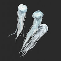 Jellyfish in Motion tapete