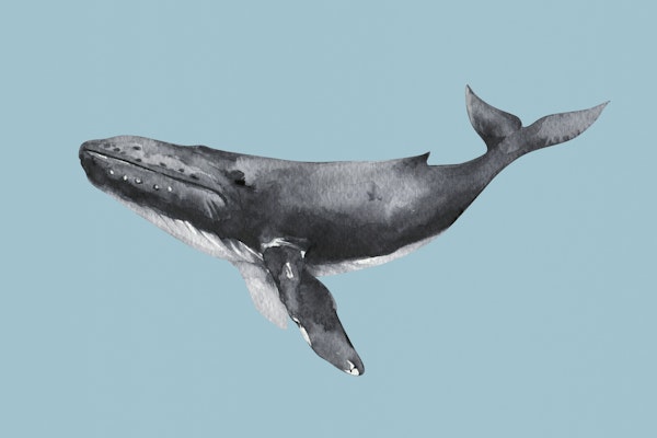 Whale Swimming Peacefully