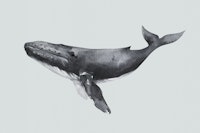 Floating Whale in Stillness tapet