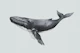 Floating Whale in Stillness
