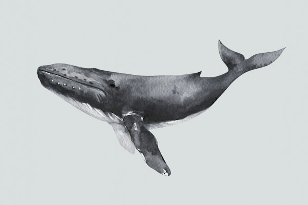 Floating Whale in Stillness