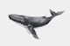 Whale with Gentle Presence
