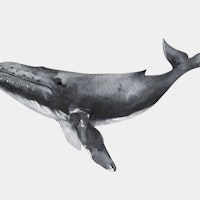 Whale with Gentle Presence ταπετσαρία