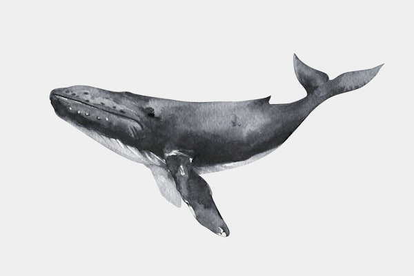 Whale with Gentle Presence