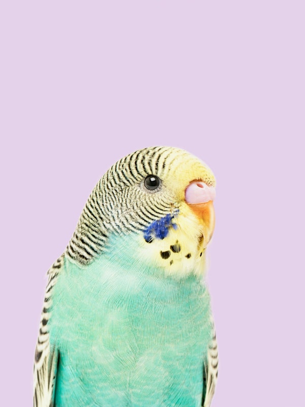 Budgie