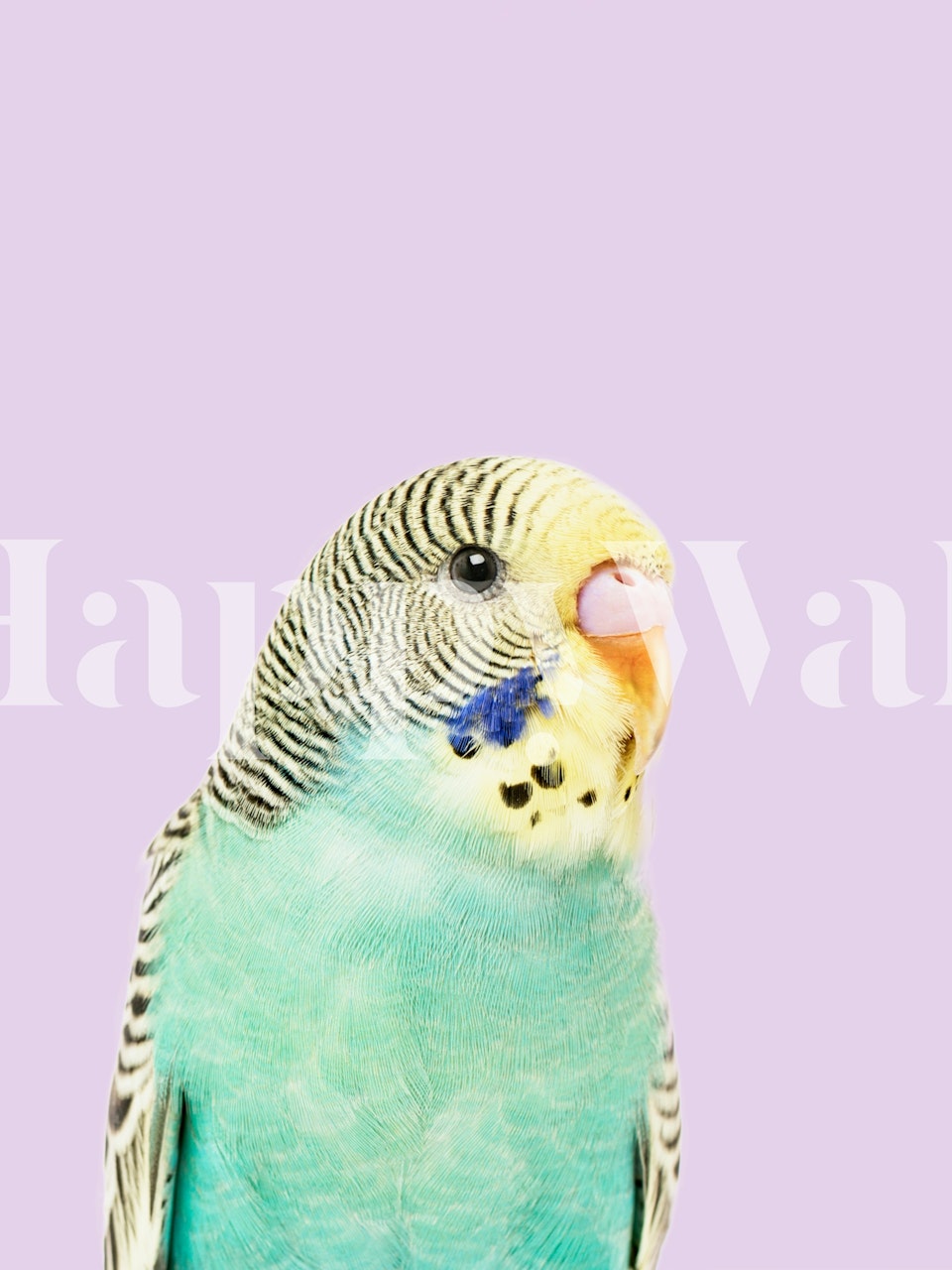 Budgie wallpaper displayed in a room