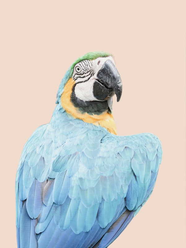Macaw