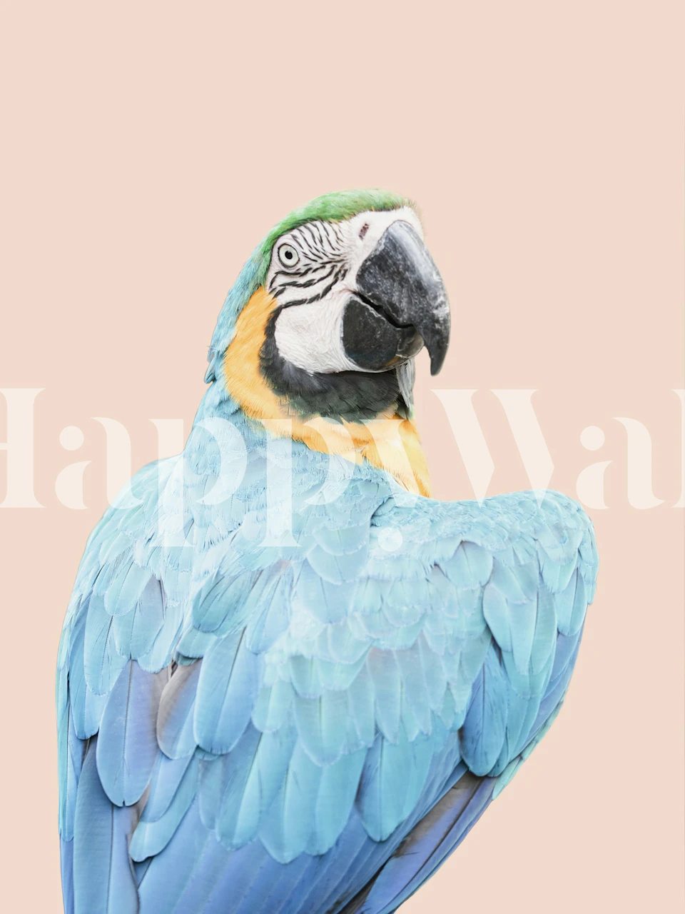 Blue macaw wallpaper in a stylish room