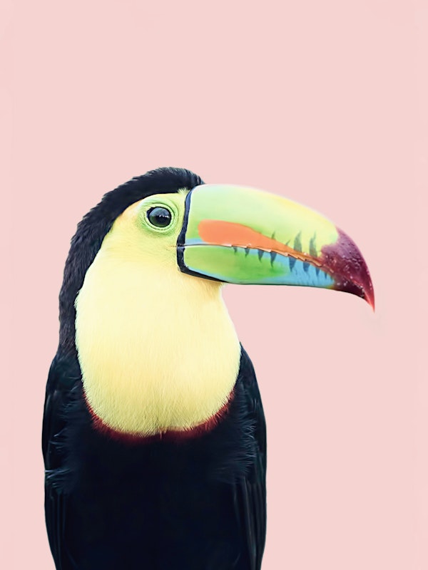 Toucan on Pink