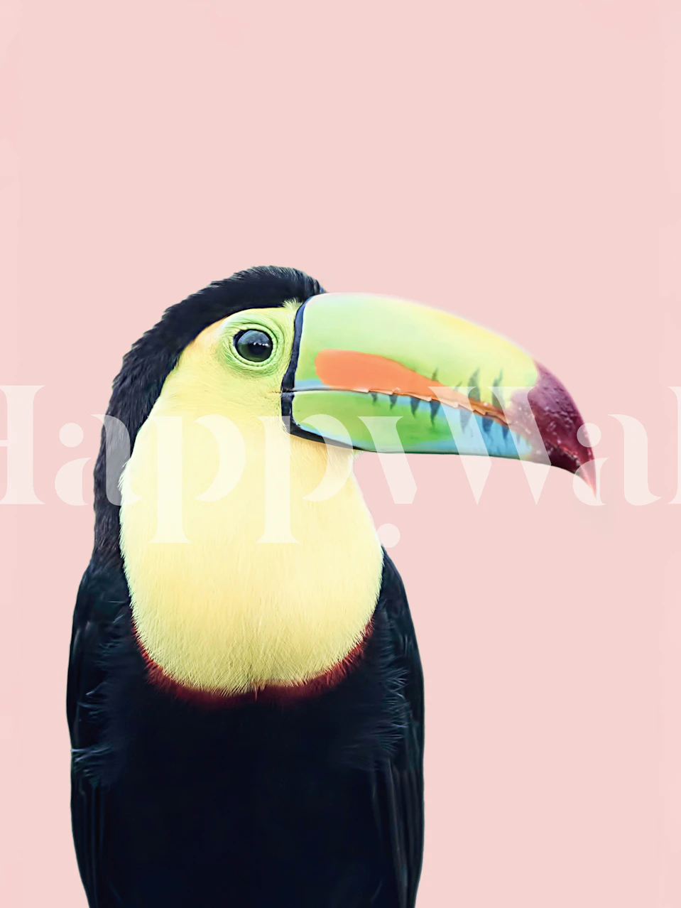Toucan bird on pink background, colorful tropical wallpaper