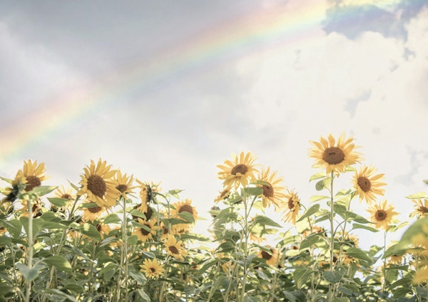 Sunflowers and Rainbow