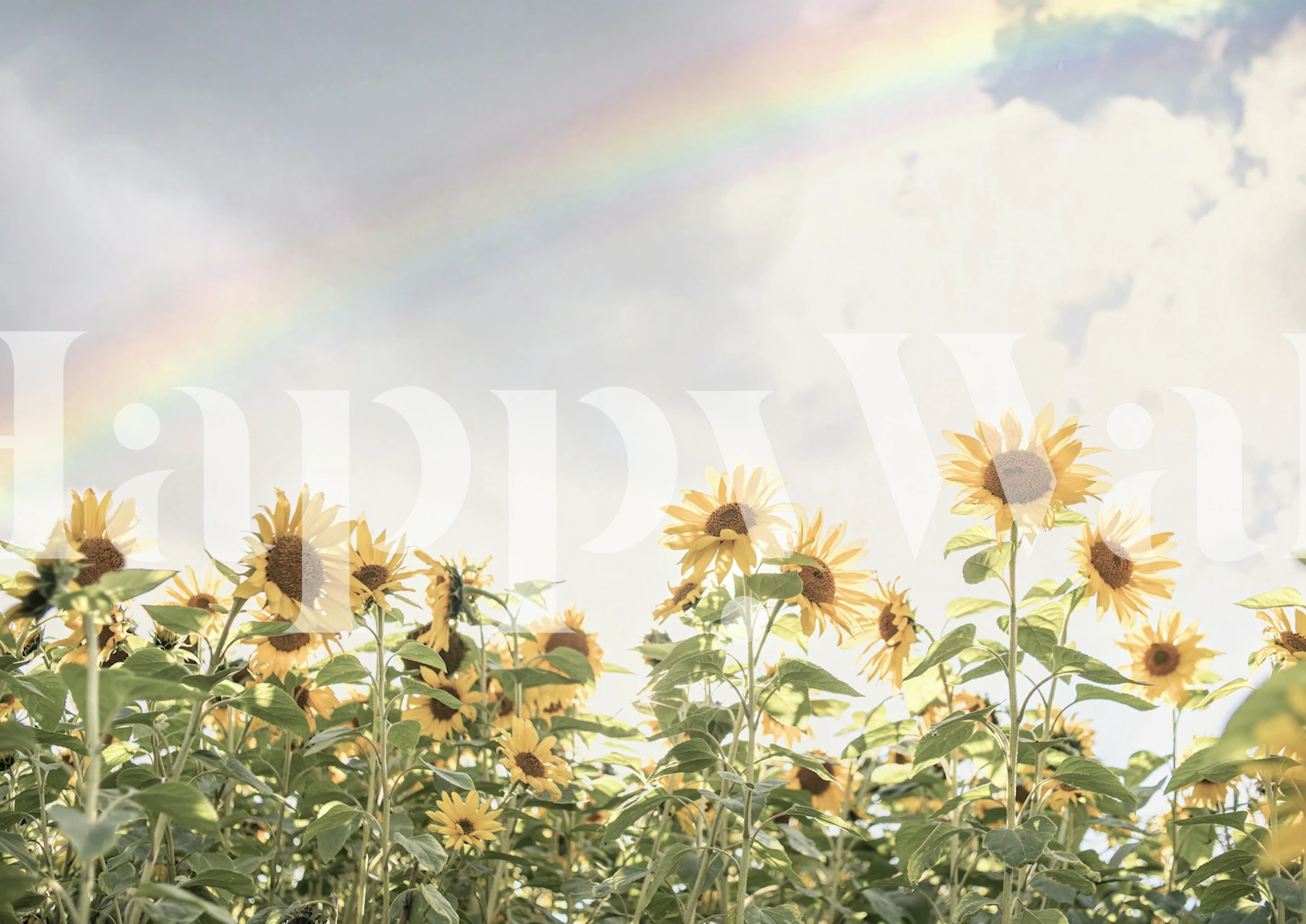 Sunflowers with a rainbow in a room
