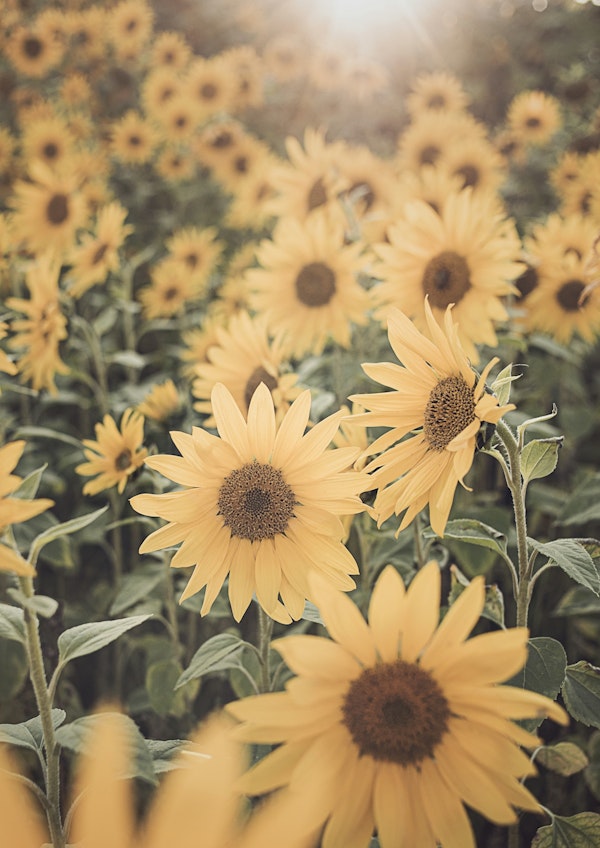 Sunny Sunflowers