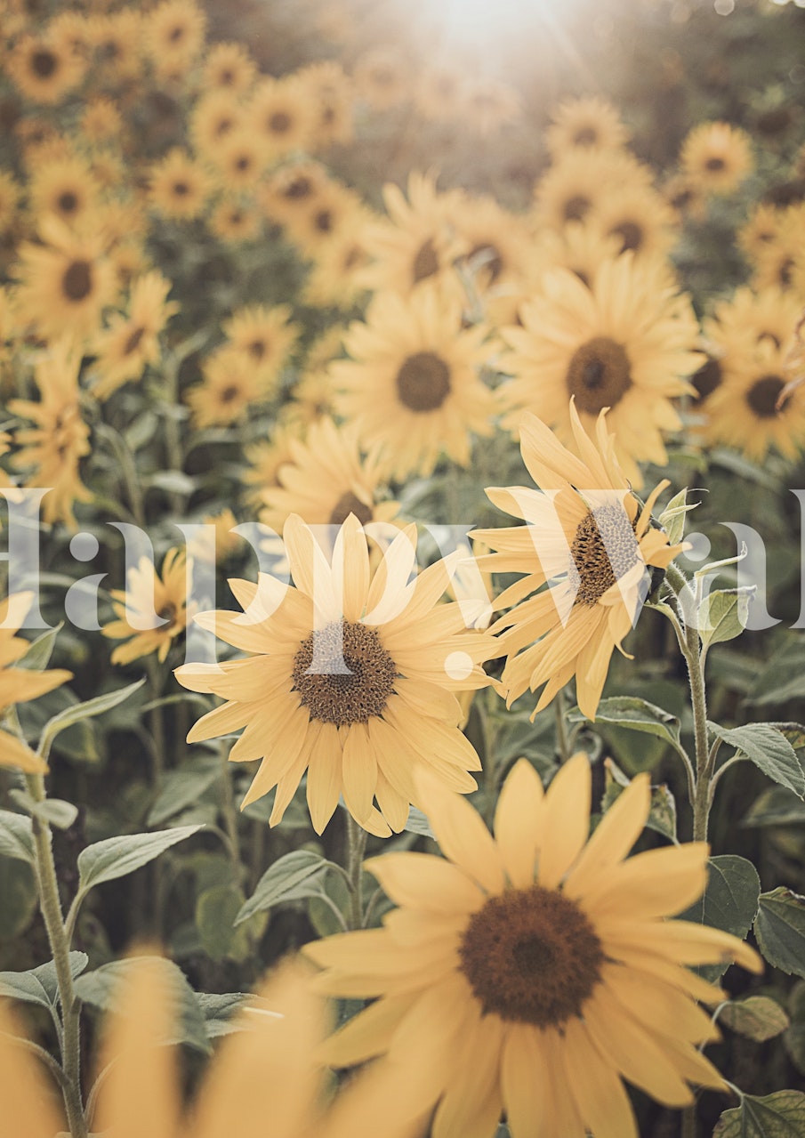 Sunny Sunflowers wallpaper in a room