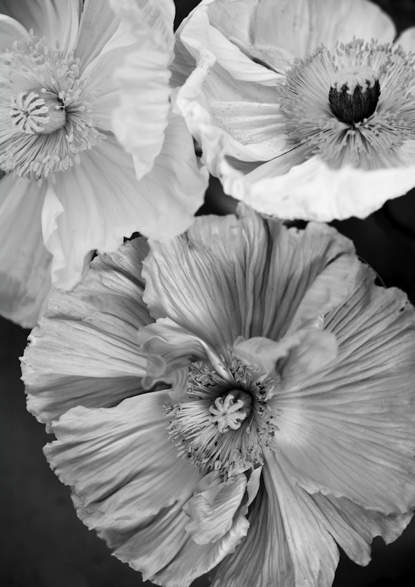 Icelandic Poppies BW