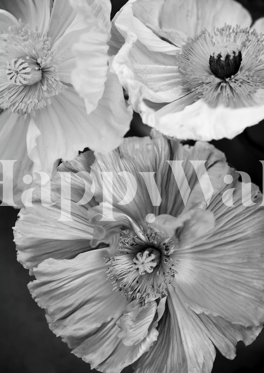 Zwart-witte Icelandic Poppies BW behang