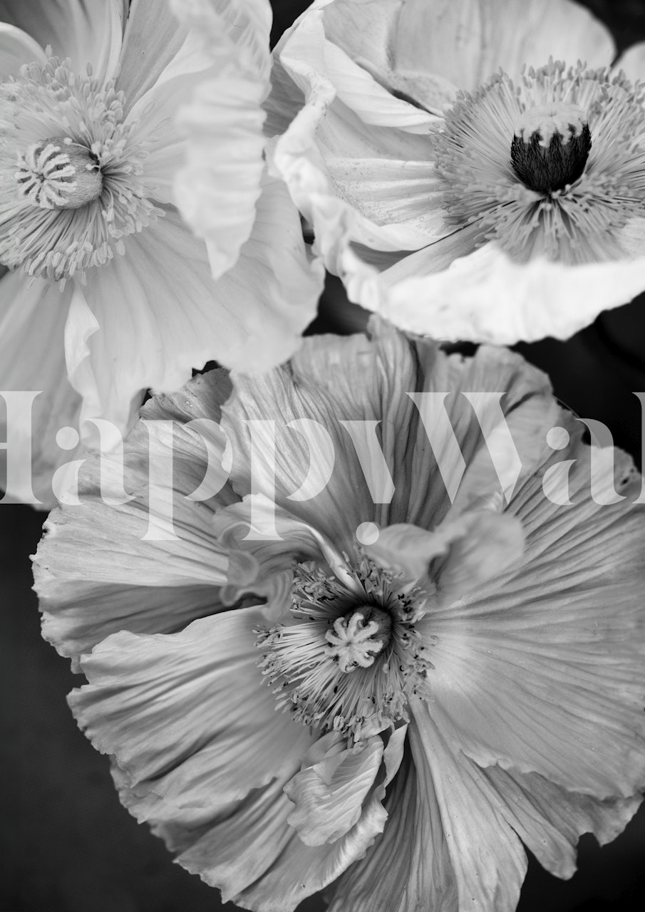 Black and white floral design featuring Icelandic poppies wallpaper