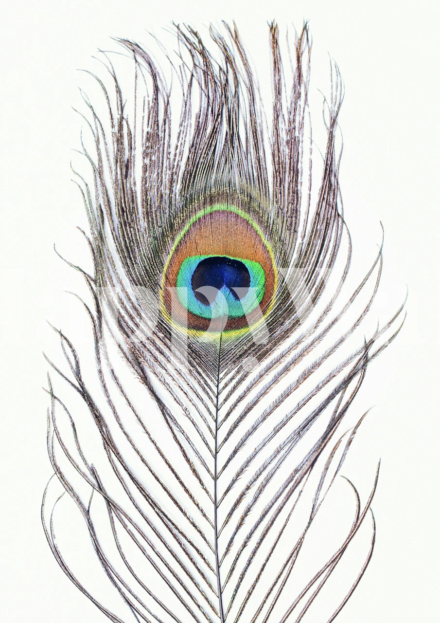 Peacock Feder Tapetdesign in einem Raum