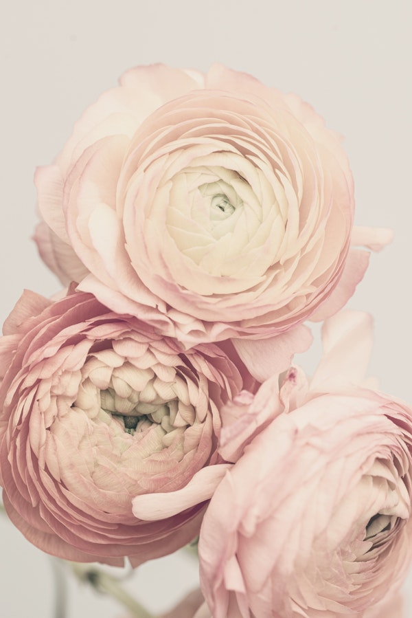 Peach Buttercup Blooms