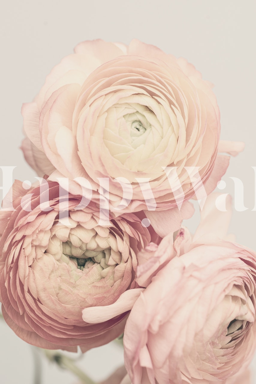 Peach floral wallpaper featuring soft petals and delicate blooms