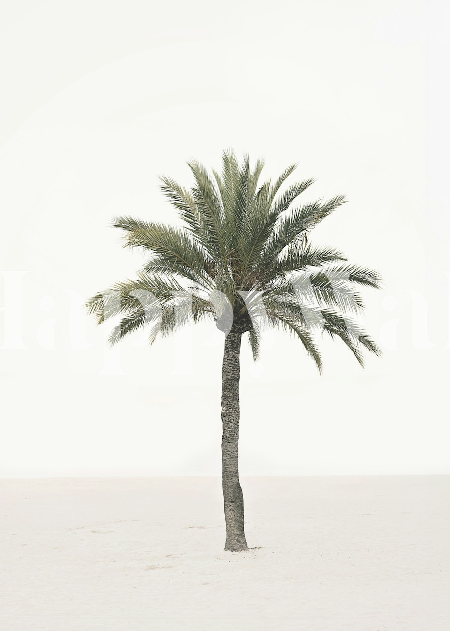 Palm wallpaper in a bright room