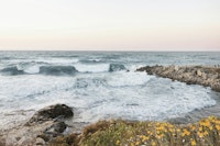 Flowers at the Coast tapete