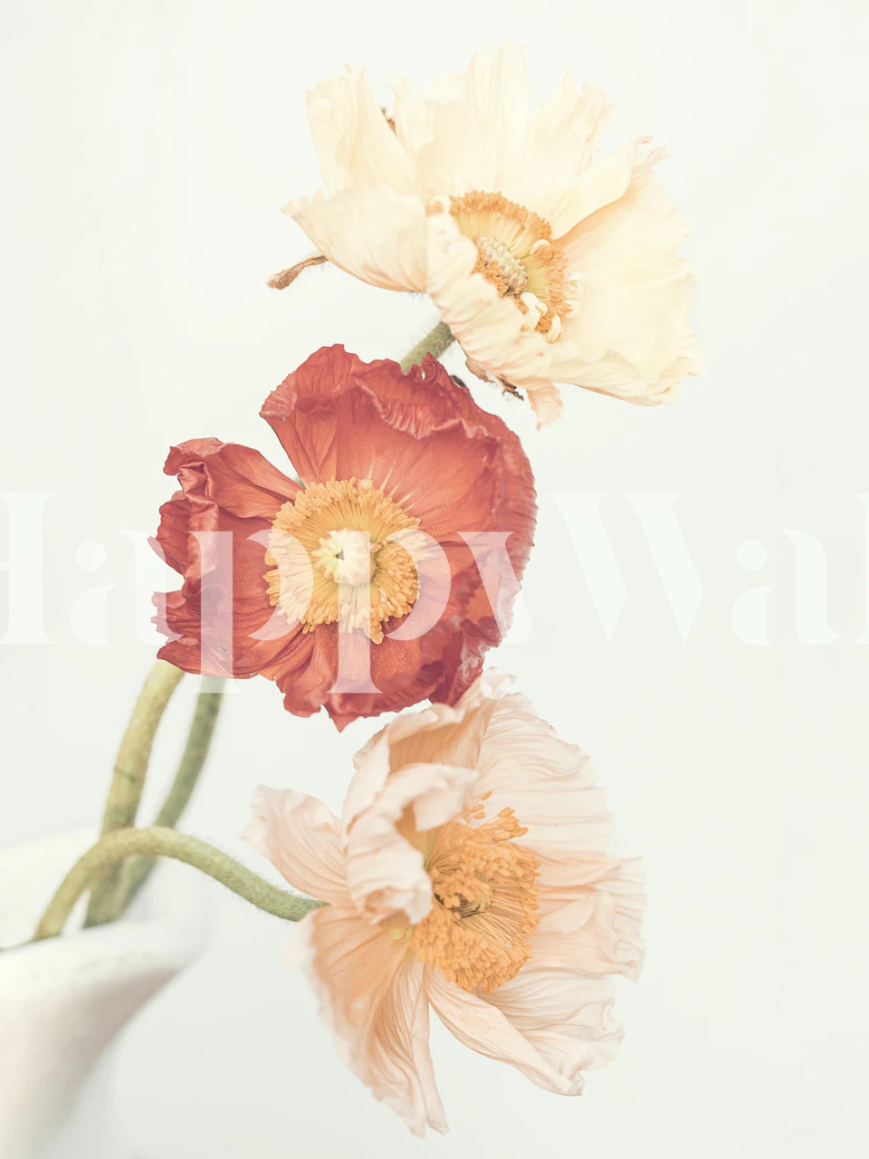 Red and cream poppies with delicate petals on white background wallpaper