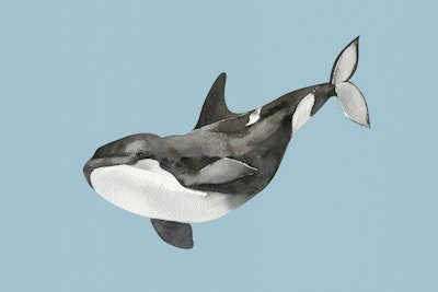 Murale
