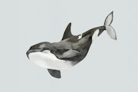 Orca Swimming tapetit