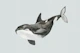 Orca Swimming