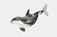 Black and White Orca