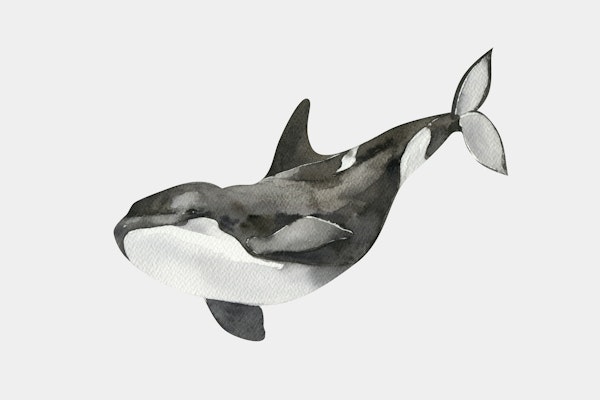 Black and White Orca