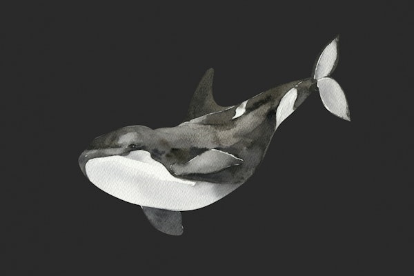 Deep Sea Orca