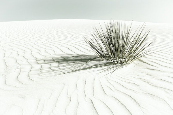 Vintage Dunes
