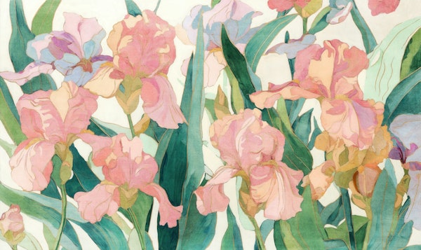 Velvet Blush Irises Dream