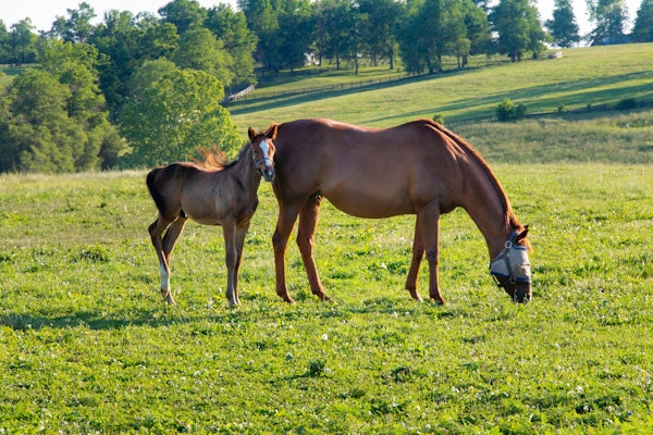 Mother and Foal Serenity