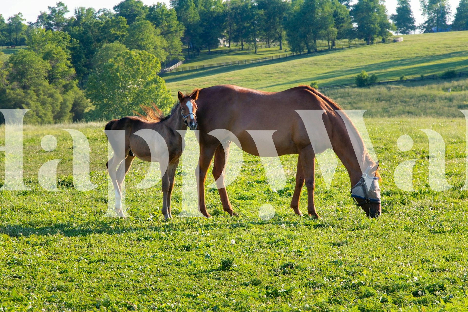 Horse and foal in green pasture wallpaper
