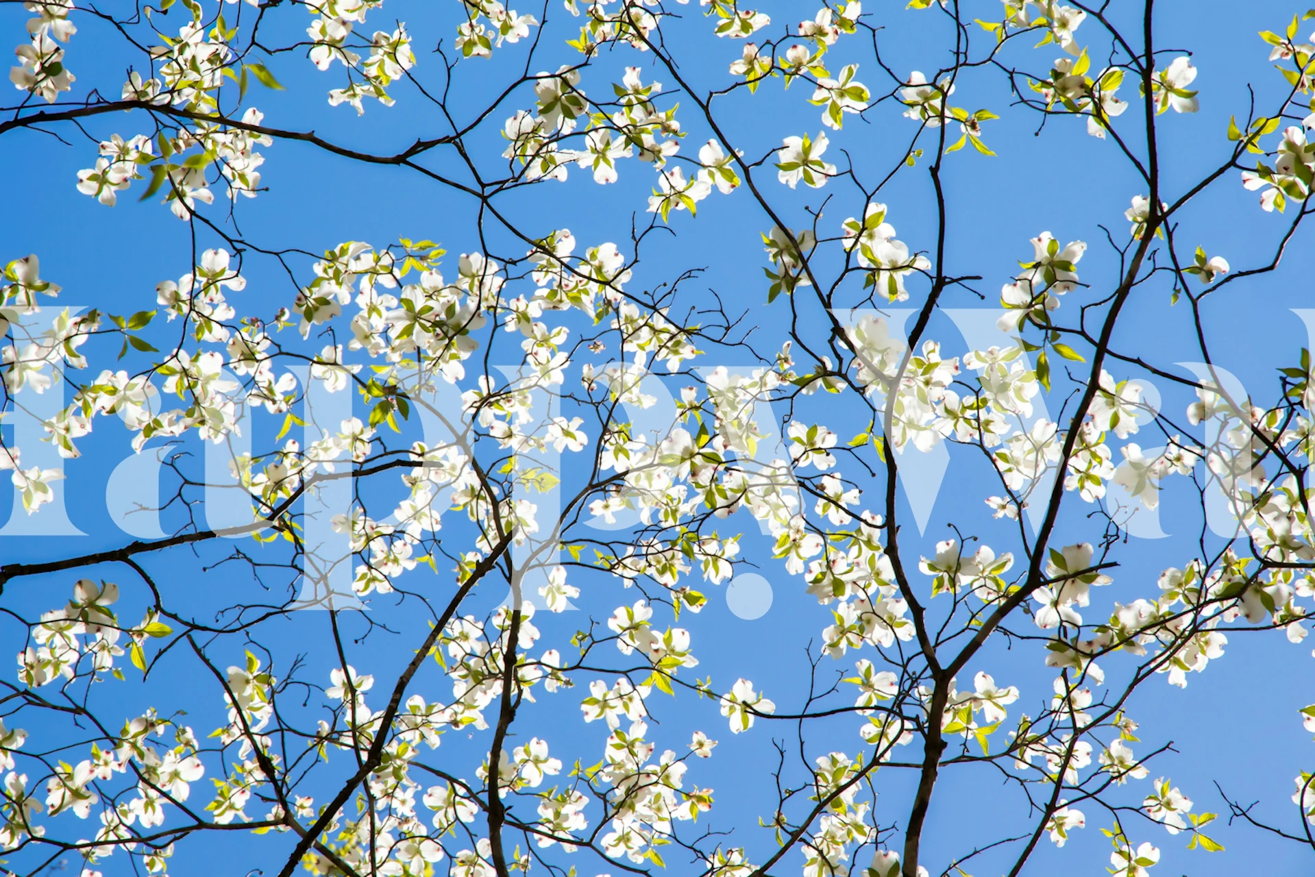 tapeta Spring Blossom Skies u sobi