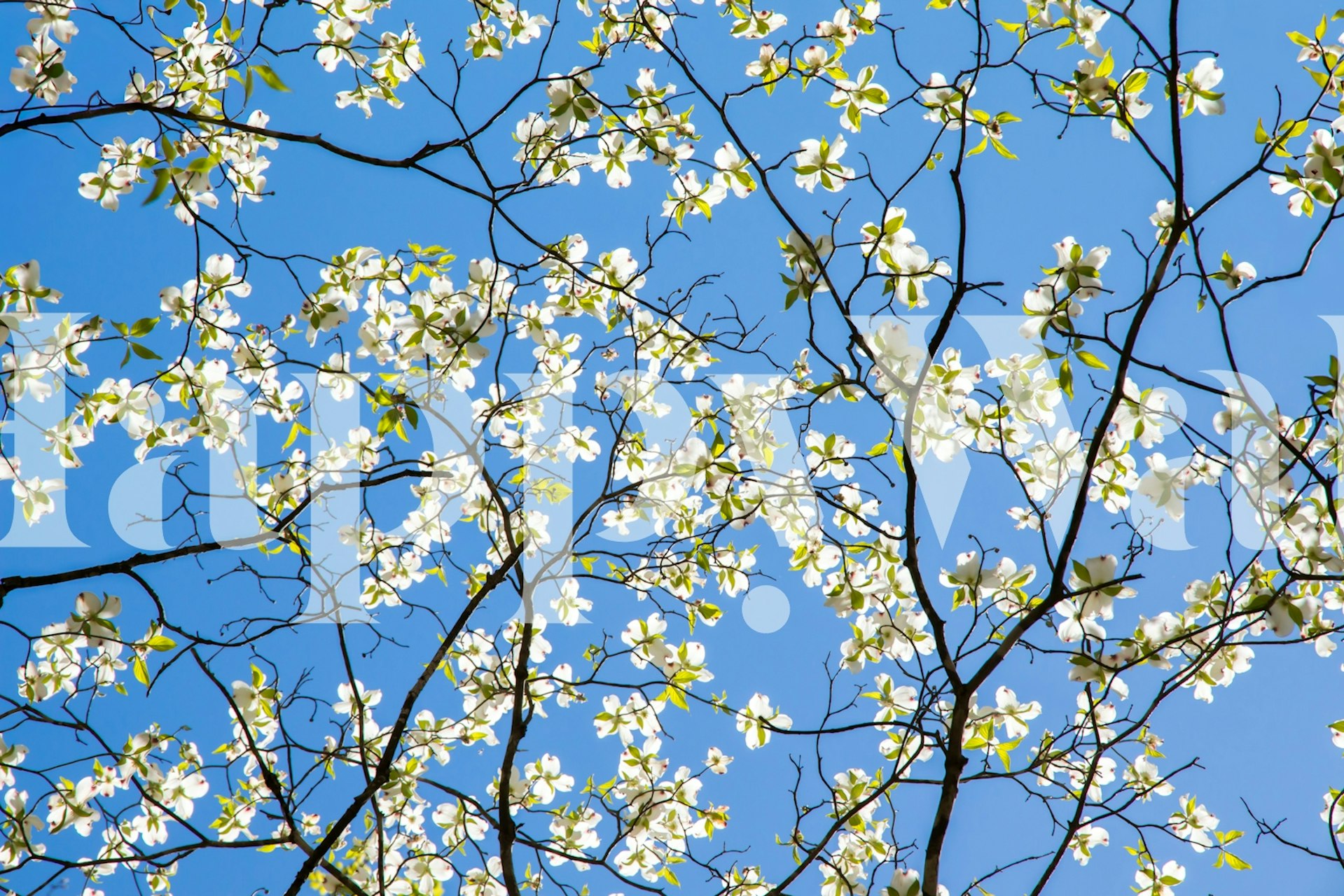 Spring Blossom Skies wallpaper in a room