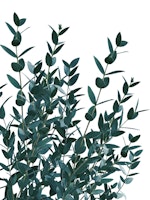 Eucalyptus Leaves Delight 1 tapet