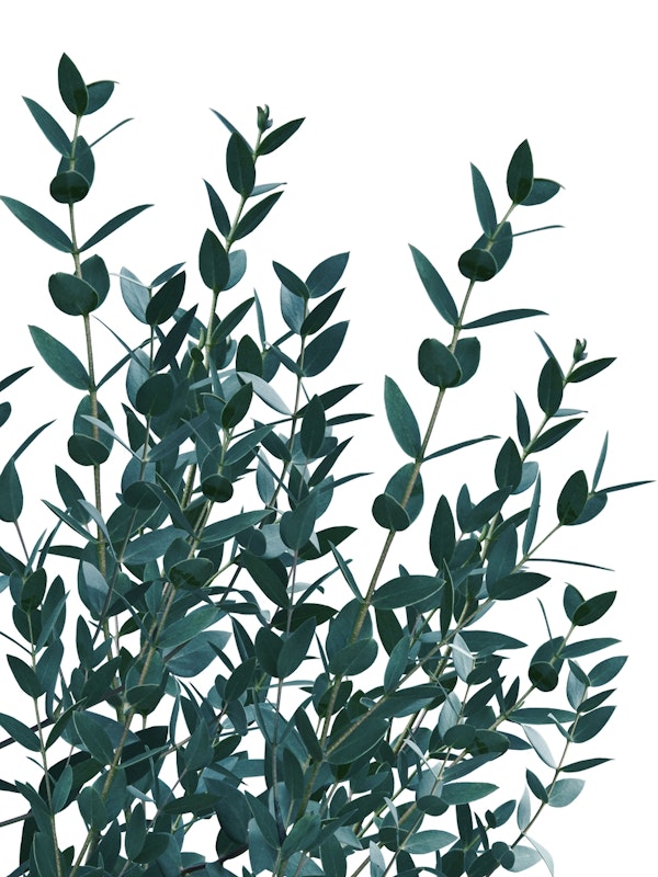 Eucalyptus Leaves Delight 1