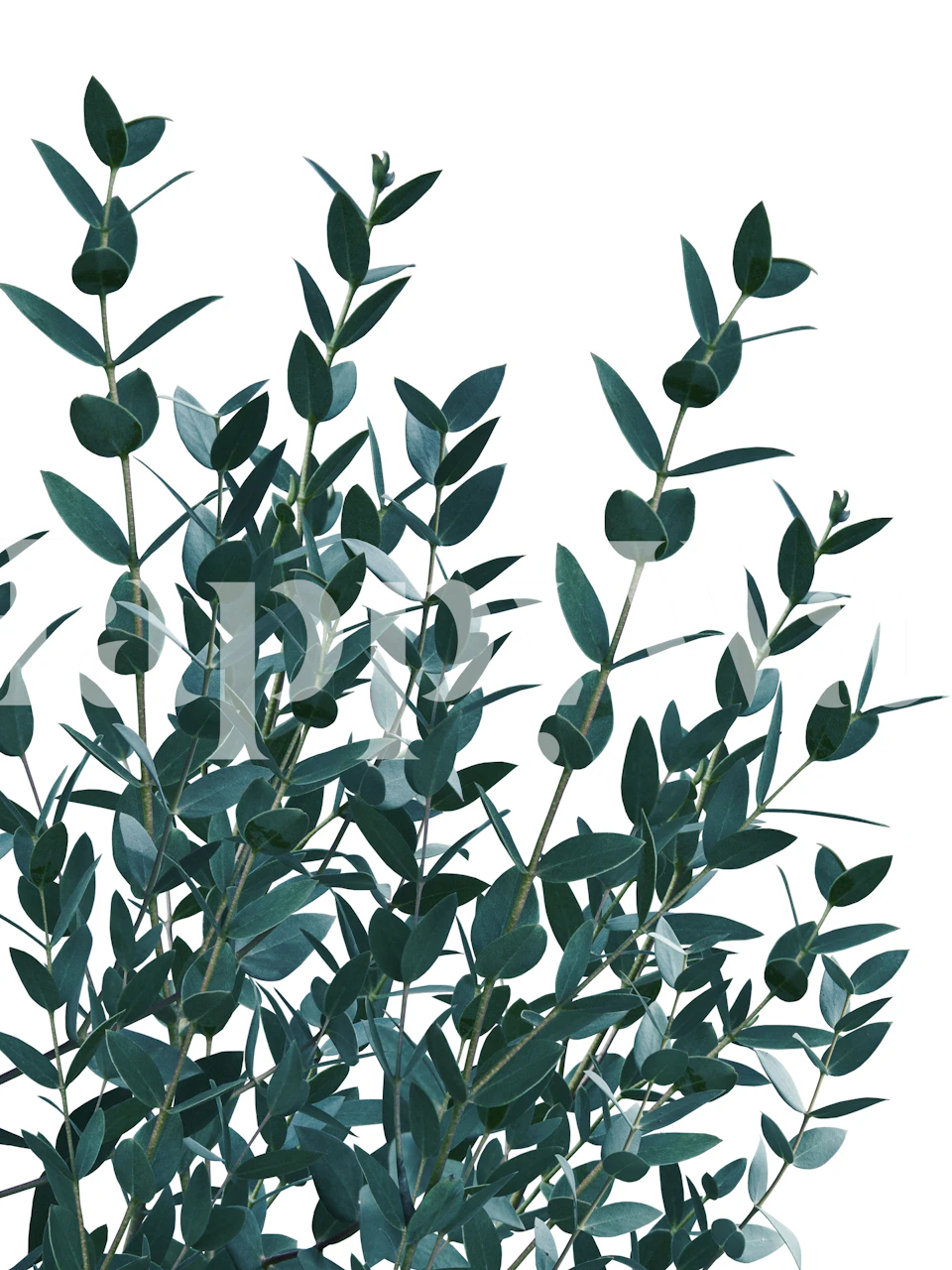 Eucalyptus leaves wallpaper in a stylish room
