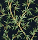 Elegant Bamboo Botanical - Black & Green