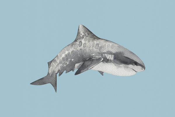 Tiger Shark