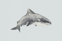 Wild Ocean Shark tapete