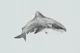 Wild Ocean Shark