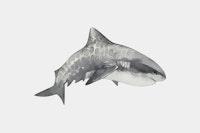 Gray Shark tapete