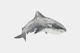 Gray Shark