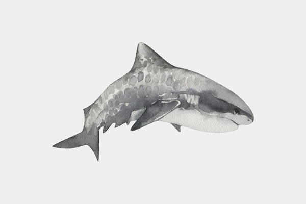 Gray Shark